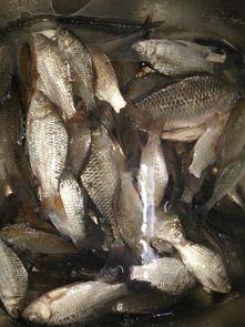 娱乐吃瓜酱钓鱼,揭秘钓鱼圈的那些事儿